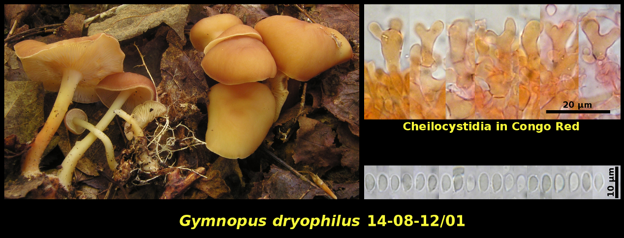 Picture of Gymnopus dryophilus